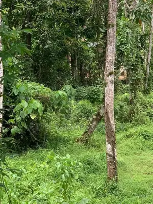මීගොඩ පිහිටි පර්. 60 ක කුඩා රබර් ඉඩම විකිණීමට