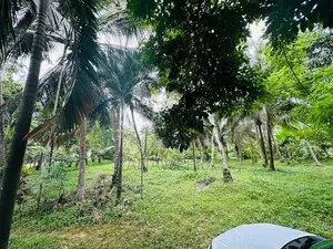Coconut Land for Sale in Udugampola Gampaha District