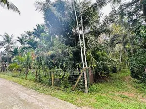 Coconut Land for Sale in Udugampola Gampaha District