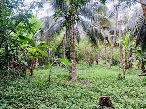 Coconut Land for Sale in Udugampola Gampaha District