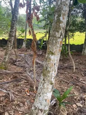 Residential Land in Homagama Town