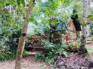 Coconut Land for Sale in Udugampola Gampaha District