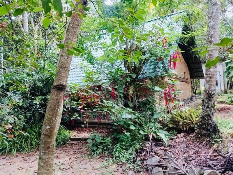 Coconut Land for Sale in Udugampola Gampaha District