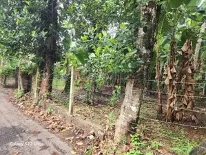 Valuable Land for Sale in Gampaha 🌳