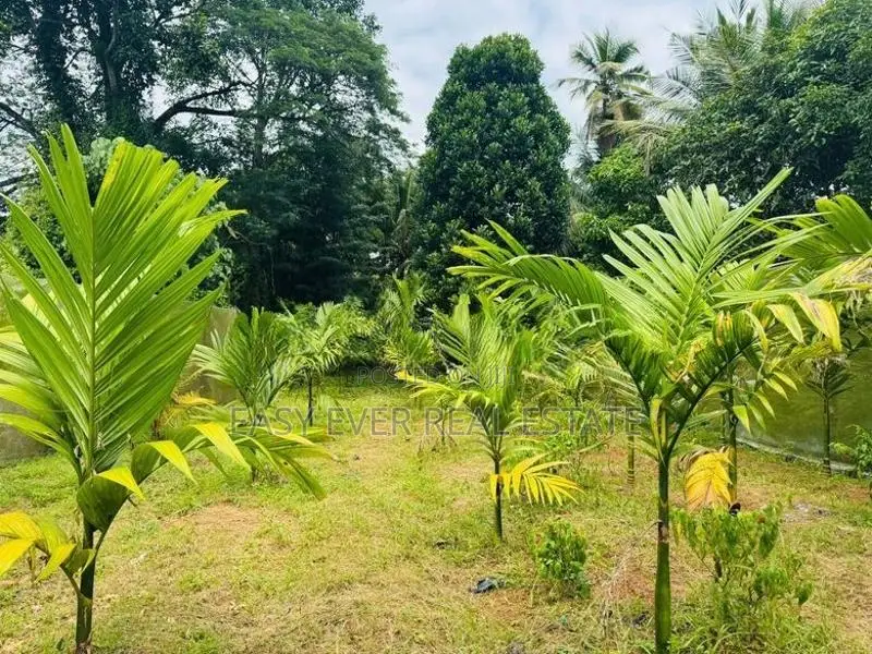නිට්ටබුව – හුබිටියාව ප්‍රදේශයෙන් වගා කළ ඉඩමක් / KR 10119