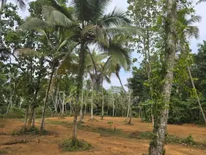 Veyangoda සුන්දර වෙල්යායකට පිහිටා ඇති ඉඩම ඉතා ඉක්මනින් විකිණීමට ඇත.