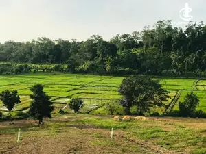 වෙල් යායකට මුහුණලා ඉඩමක් Matara