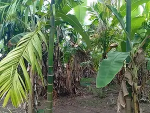 Land for Sale Vavuniya