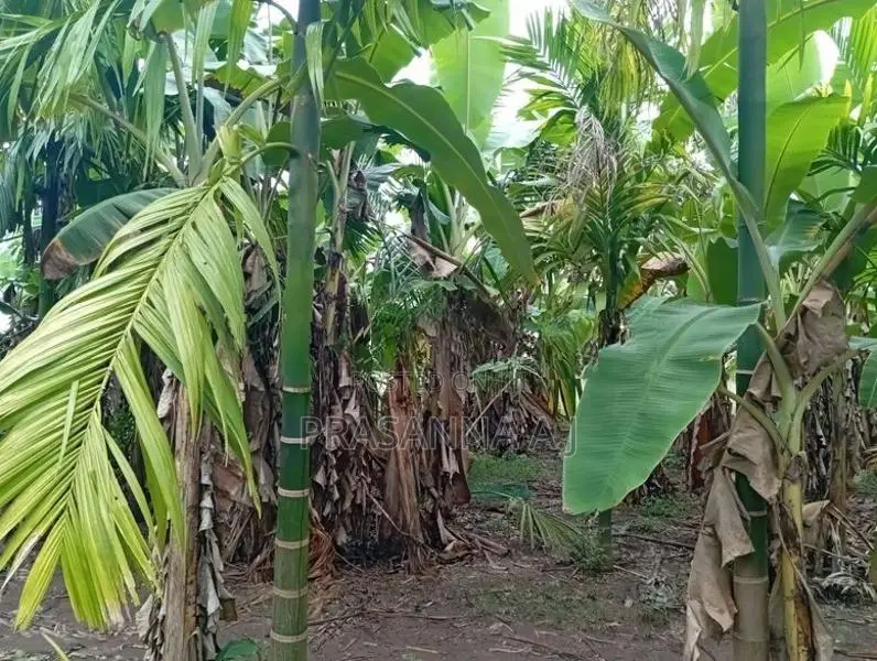 Land for Sale Vavuniya