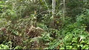 Tourism Commercial Land for Sale