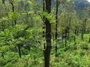 Land for Sale in Haputhale