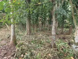 House with Land for Sale in Moragahahena