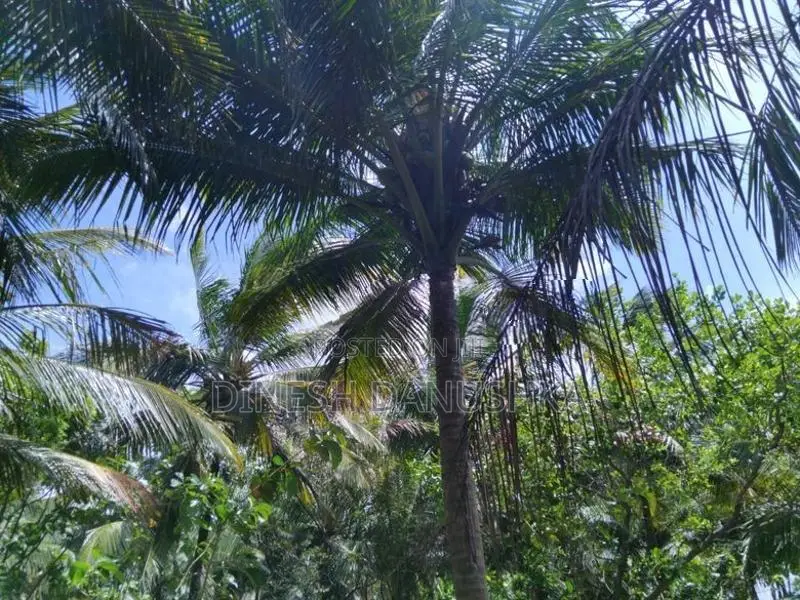 Land For Sale තලකිරියාගම ,දඹුල්ල