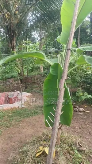 නිවස සහ ඉඩම විකිණීමට හංවැල්ල