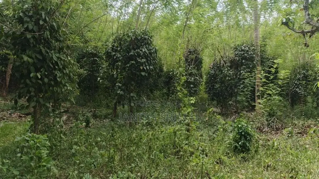 ගම්මිරිස් ඉඩම විකිණීමට