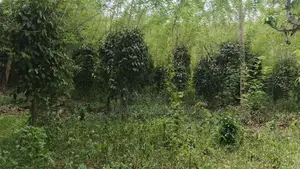 ගම්මිරිස් ඉඩම විකිණීමට
