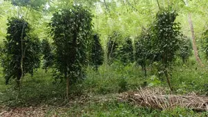 ගම්මිරිස් ඉඩම විකිණීමට