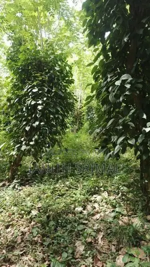 ගම්මිරිස් ඉඩම විකිණීමට