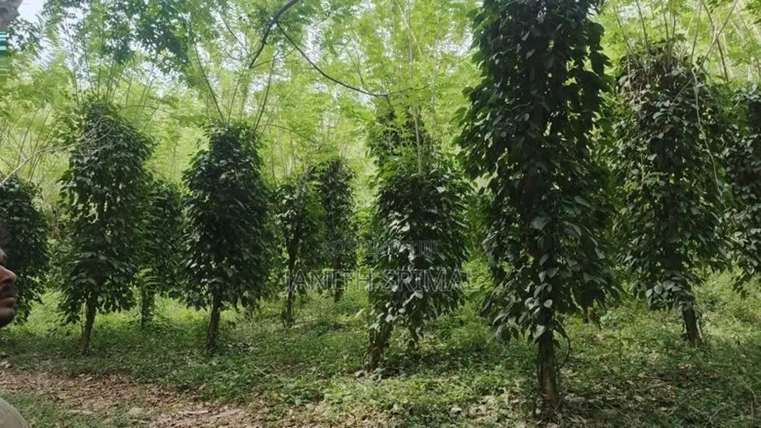 ගම්මිරිස් ඉඩම විකිණීමට