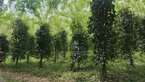 ගම්මිරිස් ඉඩම විකිණීමට