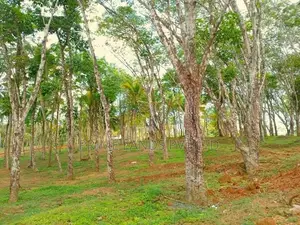 Lands for Sale in Ahangama