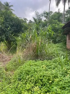 රිදීගම නගරයට ආසන්න අක්කර 2යි පර්චස් 55ක ඉඩමක් විකිණීමට