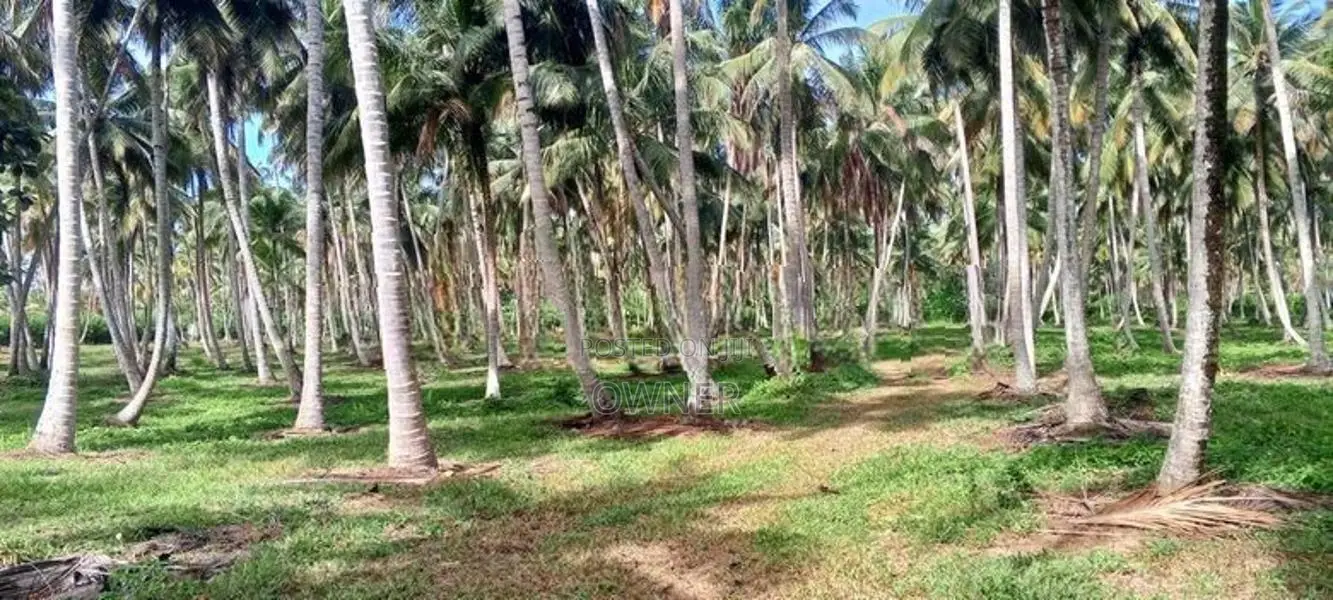 Productive 33-Acre Coconut Land Is For Sale In Kuliyapitiya