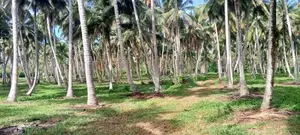 Productive 33-Acre Coconut Land Is For Sale In Kuliyapitiya