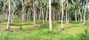 Productive 33-Acre Coconut Land Is For Sale In Kuliyapitiya