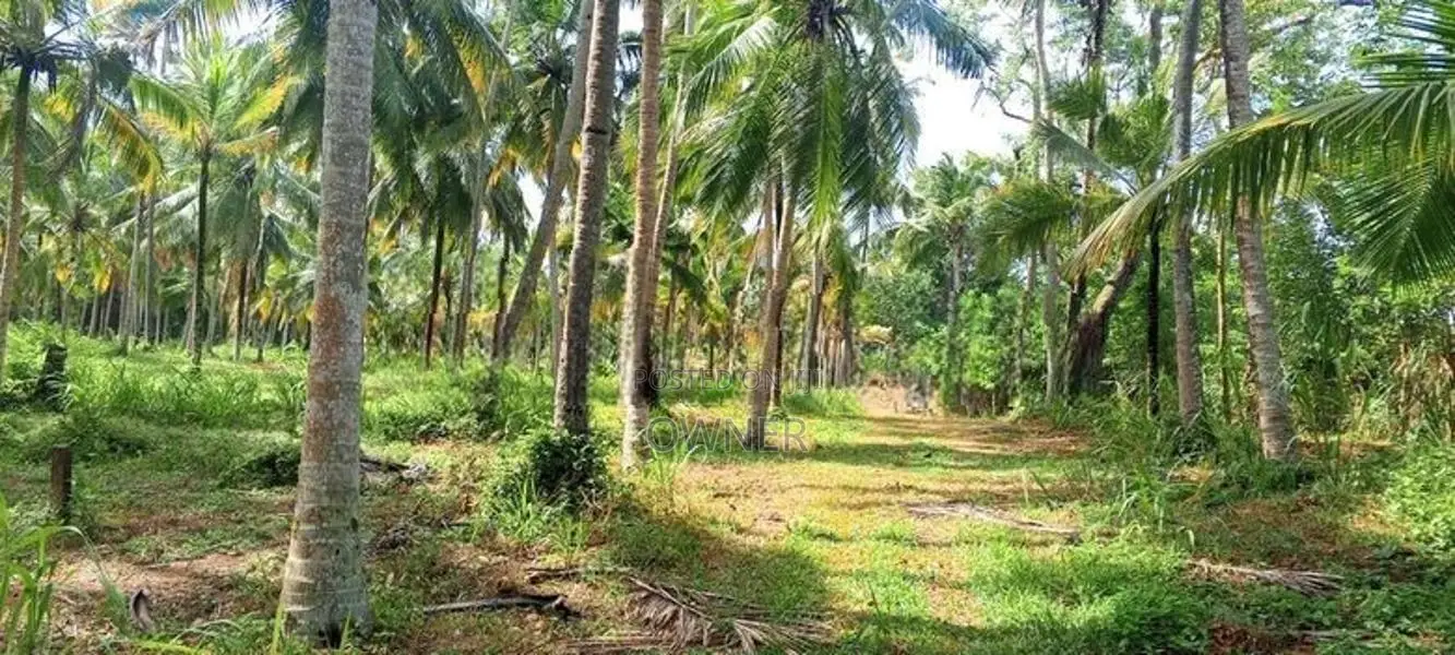 Productive 33-Acre Coconut Land Is For Sale In Kuliyapitiya
