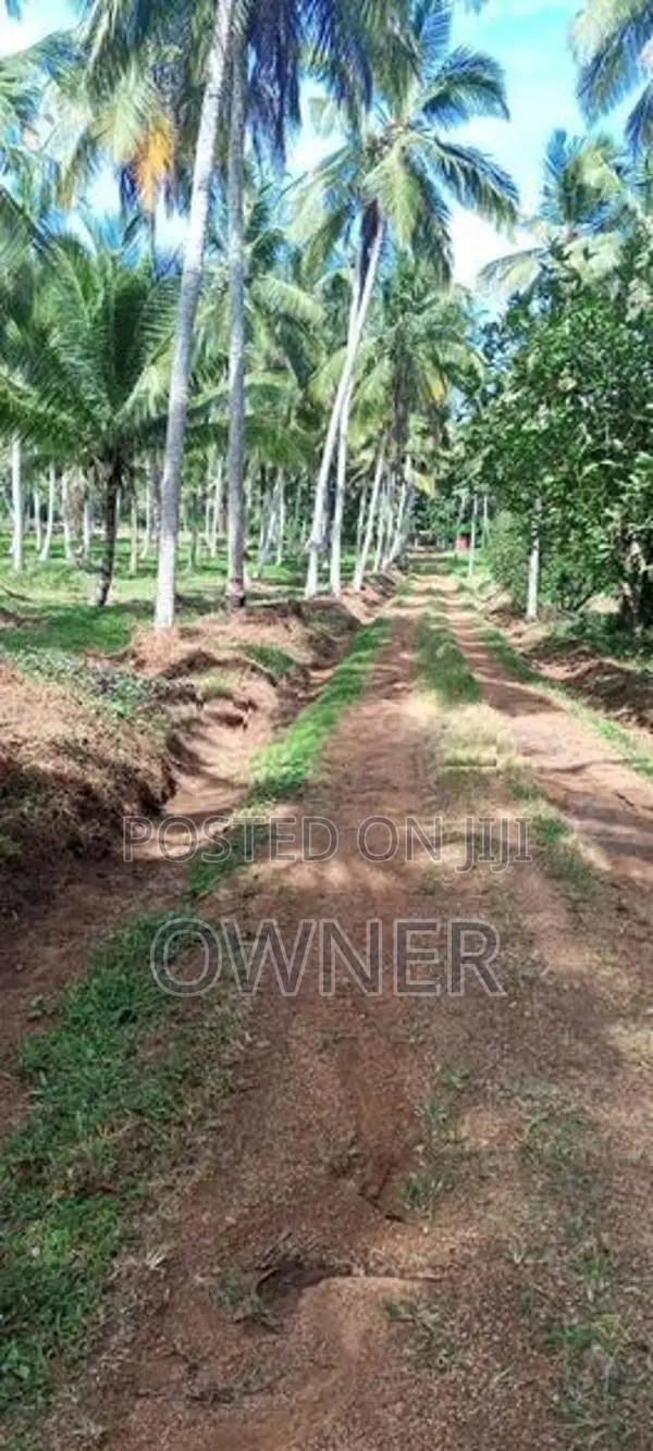 Productive 33-Acre Coconut Land Is For Sale In Kuliyapitiya