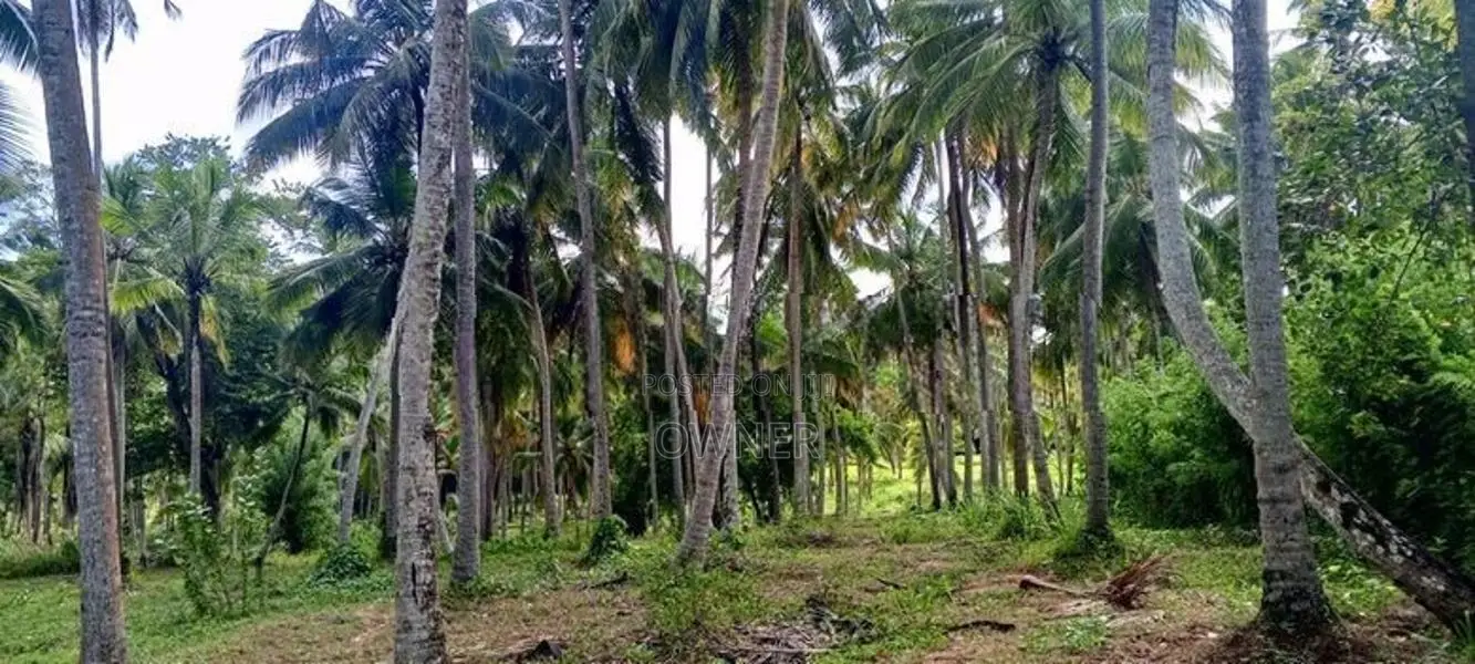 Productive 33-Acre Coconut Land Is For Sale In Kuliyapitiya
