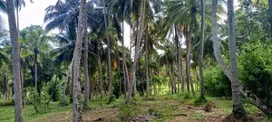 Productive 33-Acre Coconut Land Is For Sale In Kuliyapitiya