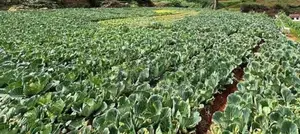 Commercial Property for Sale – Nuwara Eliya