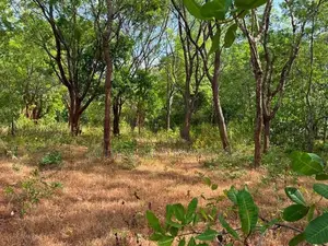හබරණ අක්කර 4ක වටිනා ඉඩමක් විකිණීමට