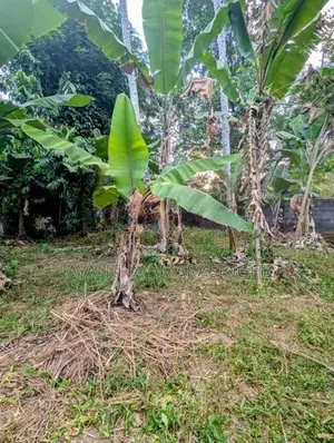 A Valuable Land for Sale in Mirigama