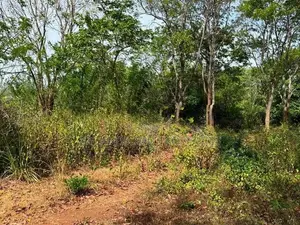 හබරණ අක්කර 4ක වටිනා ඉඩමක් විකිණීමට