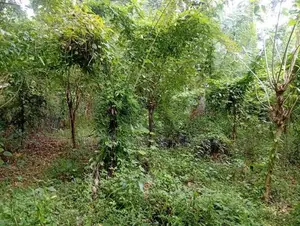 ​පොතුහැරින් පර්චස් 41 ක වටිනා ඉඩමක් විකිණීමට