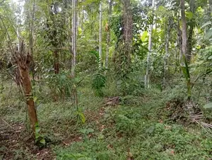 ​පොතුහැරින් පර්චස් 41 ක වටිනා ඉඩමක් විකිණීමට