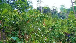 සම්පූර්ණ කුරුද්‍ර වගා කර ඇති ඉඩම විකිනීමට Thalgampala