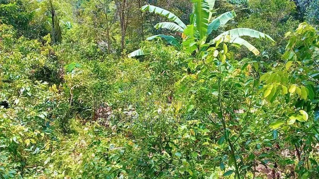 සම්පූර්ණ කුරුද්‍ර වගා කර ඇති ඉඩම විකිනීමට Thalgampala