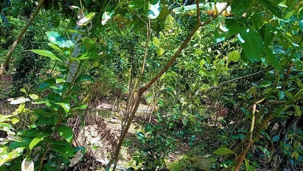 සම්පූර්ණ කුරුද්‍ර වගා කර ඇති ඉඩම විකිනීමට Thalgampala