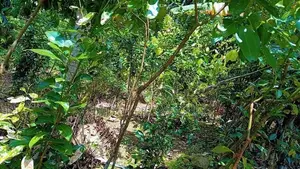සම්පූර්ණ කුරුද්‍ර වගා කර ඇති ඉඩම විකිනීමට Thalgampala