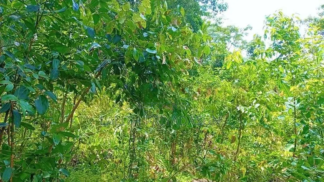 සම්පූර්ණ කුරුද්‍ර වගා කර ඇති ඉඩම විකිනීමට Thalgampala