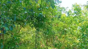 සම්පූර්ණ කුරුද්‍ර වගා කර ඇති ඉඩම විකිනීමට Thalgampala