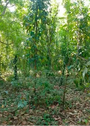 ඉඩමක් විකිනීමට Wellawaya