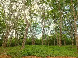 අහංගම සංචාරක කලාපයට ආසන්නව බිම් කොටස්