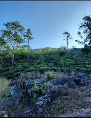10 Acre Developing Cinnamon Estate for Sale – Rattota, Matale