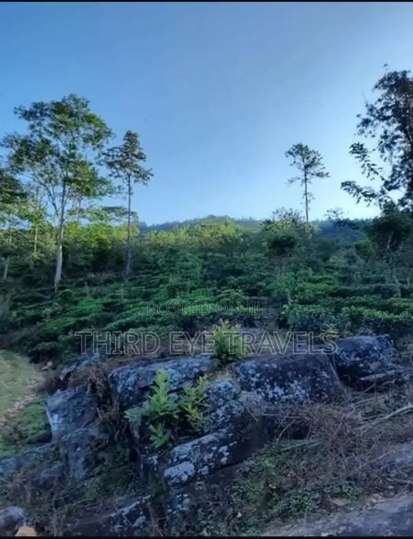 10 Acre Developing Cinnamon Estate for Sale – Rattota, Matale