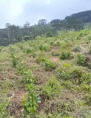 10 Acre Developing Cinnamon Estate for Sale – Rattota, Matale